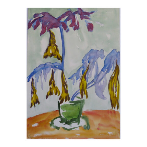 Piante Di Brugmansia Nel Vaso