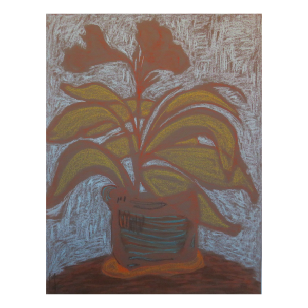 Vaso Di Pianta Ficus