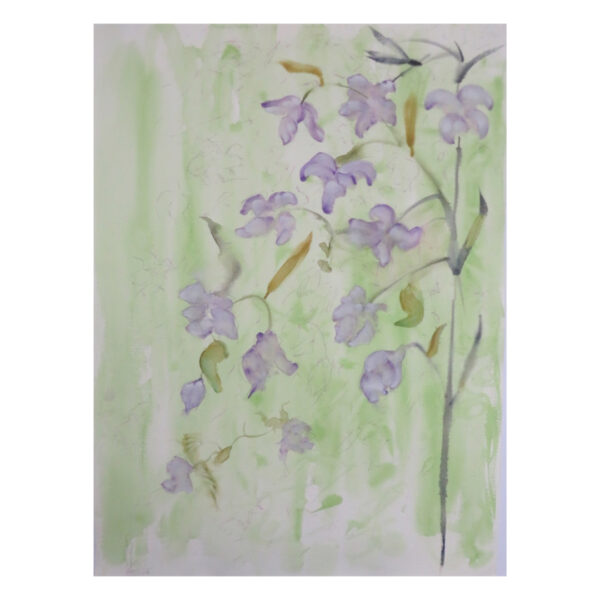 Campanula Glomerata