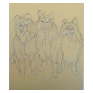 3 Cani