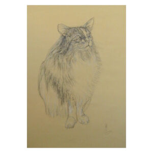 Il Gatto Chicca